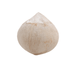 Shell Coconut